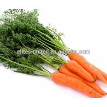 Свежий морковь